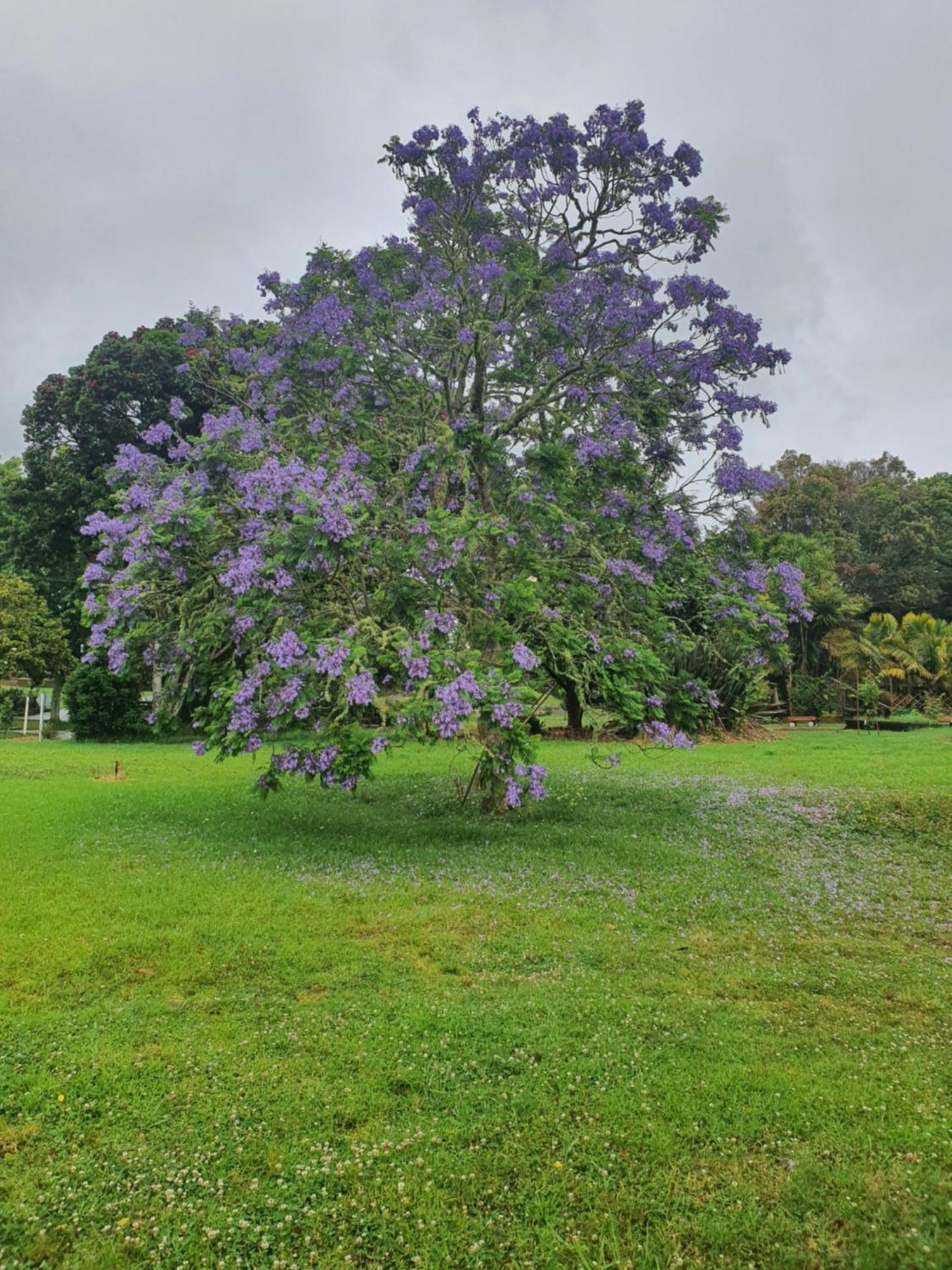 Kiwiblue Hotel Kerikeri Bagian luar foto